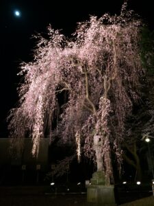 Night viewing cherry blossoms