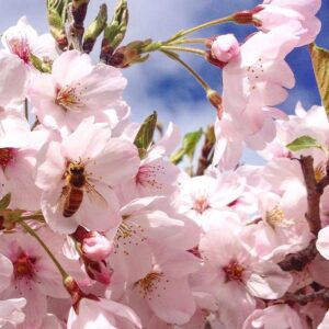 Blooming plum trees